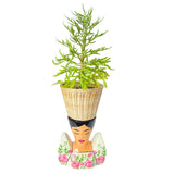 Terno Planter